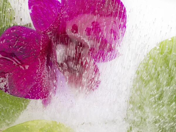 Organic abstraction with flower and water — Stock Photo, Image