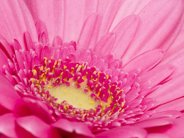 美丽的粉红色的花温柔的 gerbera — 图库照片