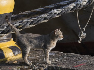 gri-kahverengi kedi bir deniz yatak üzerinde