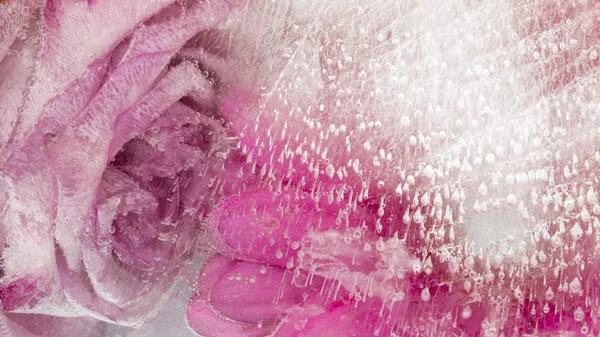 Abstração com flor rosa no gelo — Fotografia de Stock