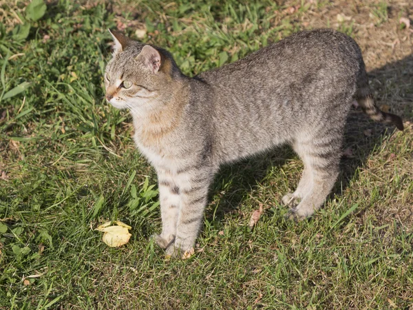 Красивий розумний сіро-коричневий кіт — стокове фото
