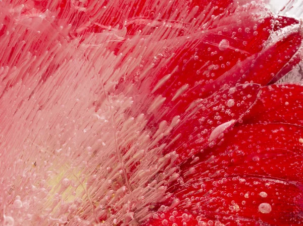Zářivě červený ledové abstrakce — Stock fotografie