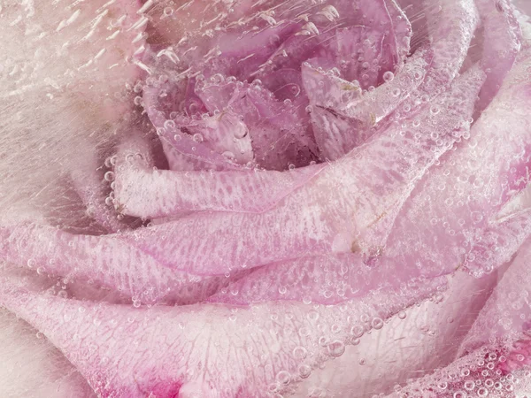 Organik soyutlama güzel pembe Gül çiçek — Stok fotoğraf