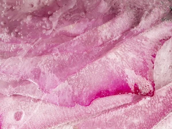 Bela abstração flor rosa gelo — Fotografia de Stock