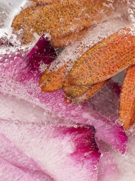 Красивая ледяная двухцветная цветочная абстракция — стоковое фото