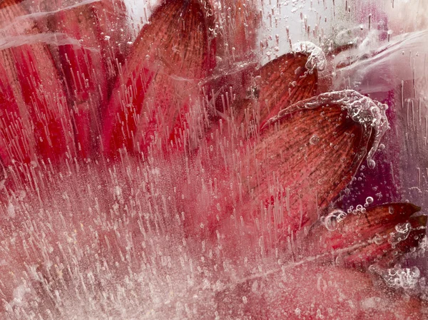Fragile organic red abstraction — Stock Photo, Image