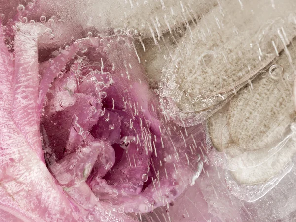 Flor rosa abstração — Fotografia de Stock
