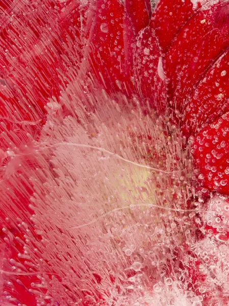 Vertical fragile organic red abstraction — Stock Photo, Image