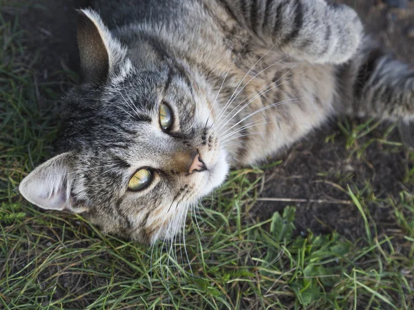 Сіро-коричневий кіт дивиться на камеру — стокове фото