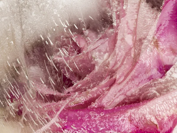 Abstração flor rosa gelo — Fotografia de Stock