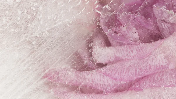 Abstração orgânica com rosa linda rosa — Fotografia de Stock