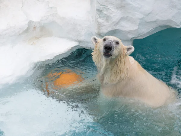 Urso alegre branco inteligente — Fotografia de Stock