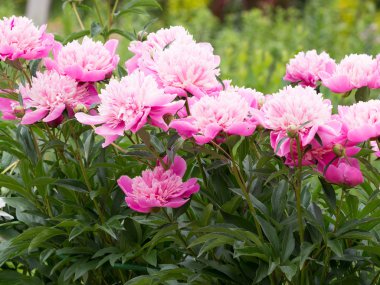 Bahçedeki pembe şakayık çiçekleri