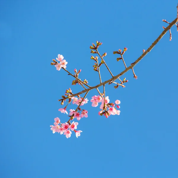 Rosa Rama de flor de cerezo un fondo de primavera —  Fotos de Stock