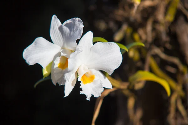 Тайская красивая белая орхидея на чёрном — стоковое фото