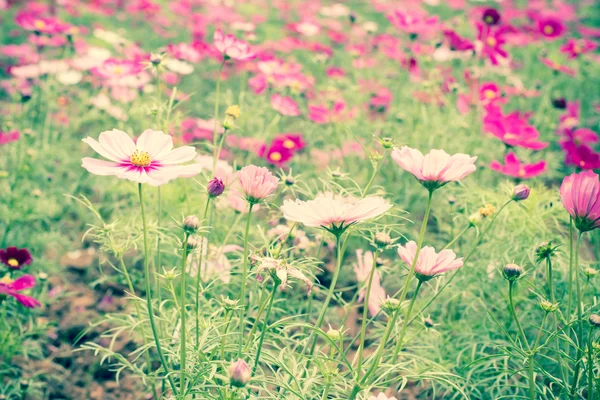 Розовые цветы космоса в саду с эффектом ретро-фильтра — стоковое фото