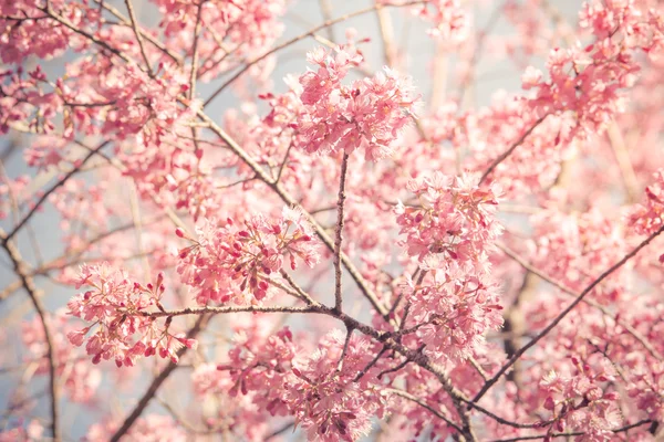 Sakura kiraz çiçeği Vintage fillter — Stok fotoğraf