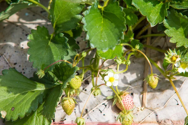 Aardbei veld plantage inthailand — Stockfoto