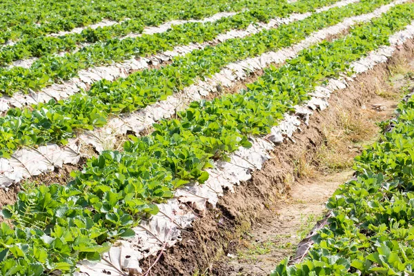 Aardbei veld plantage inthailand — Stockfoto