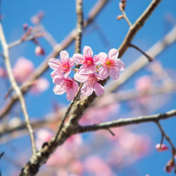 Süß rosa Frühling Kirschblütenbaum — Stockfoto