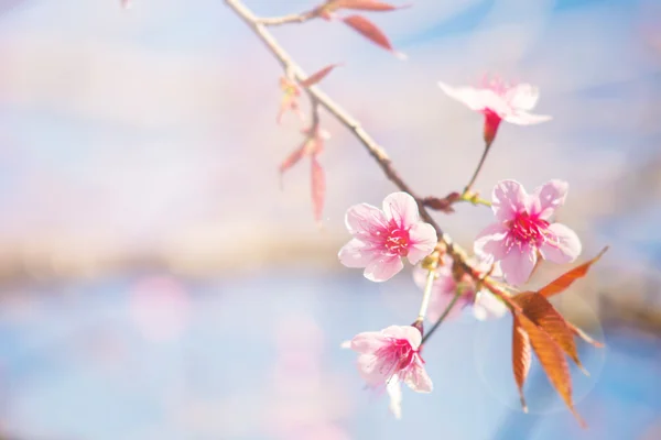 Abstracte zacht roze lente achtergrond van Thaise sakura — Stockfoto