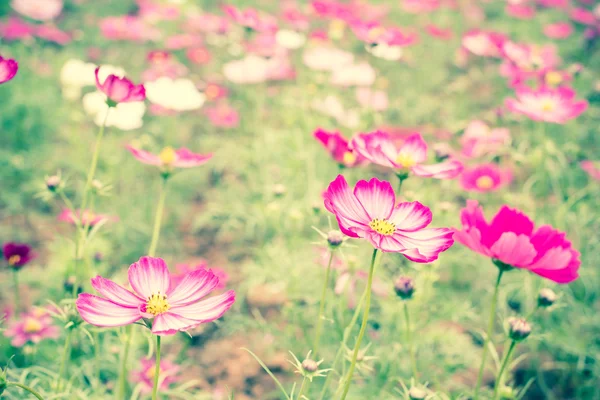 Pink cosmos flower field with vintage fillter