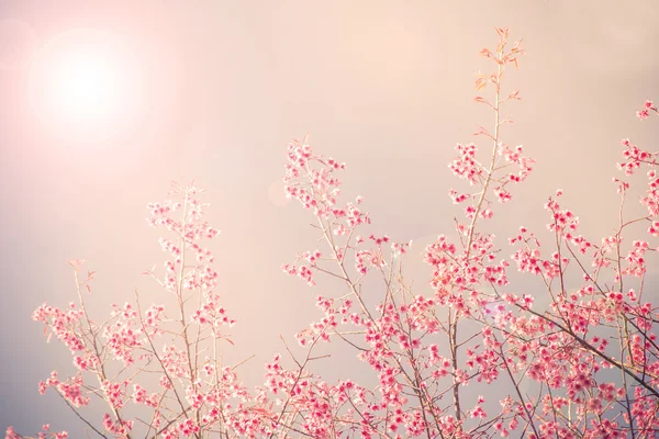 Винтажная начинка цветущей сакуры — стоковое фото