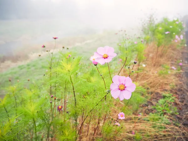 Foco suave belo Cosmos campo de flores — Fotografia de Stock