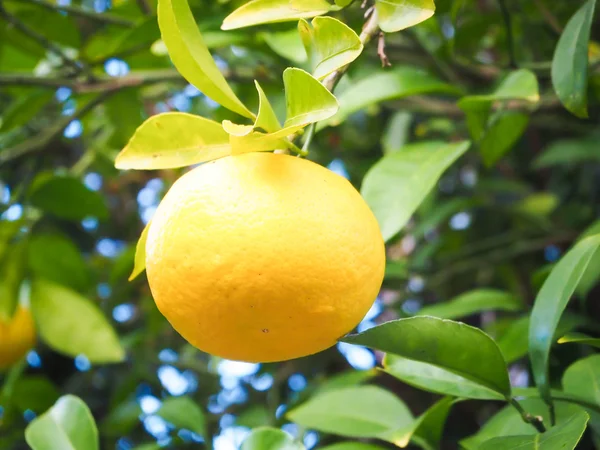 Arancio fresco su albero in fattoria — Foto Stock