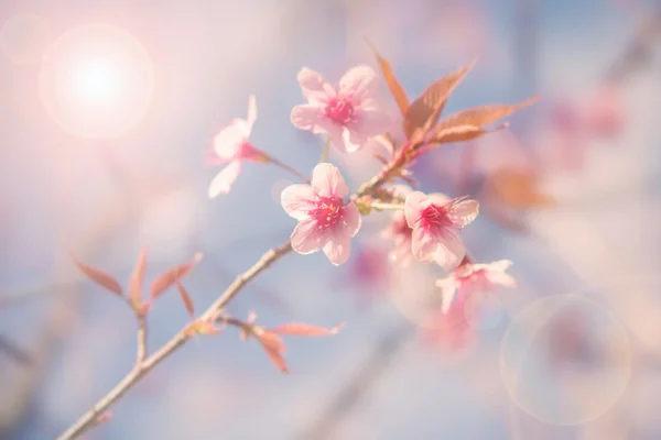 Abstrakte weiche rosa Frühling Hintergrund der — Stockfoto