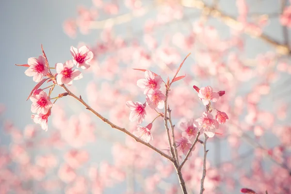 Sakura kiraz çiçeği Vintage fillter — Stok fotoğraf