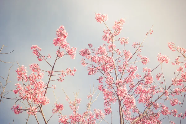 Sakura kiraz çiçeği Vintage fillter — Stok fotoğraf