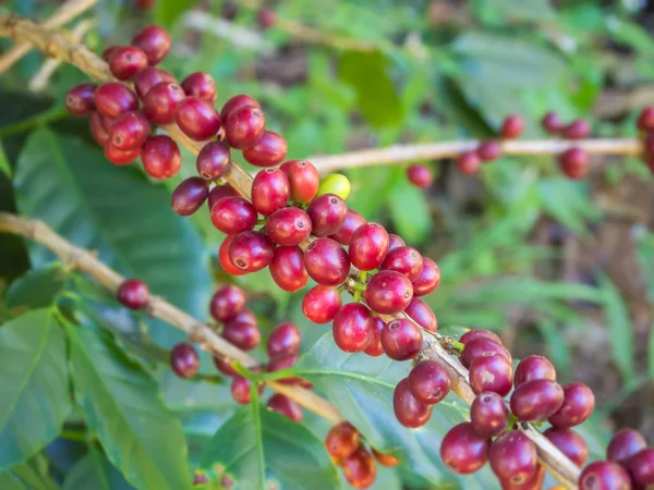 Granos de café en árboles — Foto de Stock