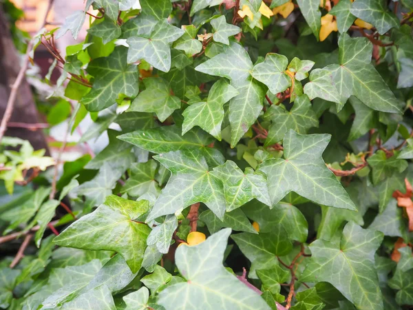 Green ivy Hedera — Stock Photo, Image