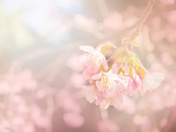 Streszczenie sof i rozmycie różowy sakura na tle — Zdjęcie stockowe