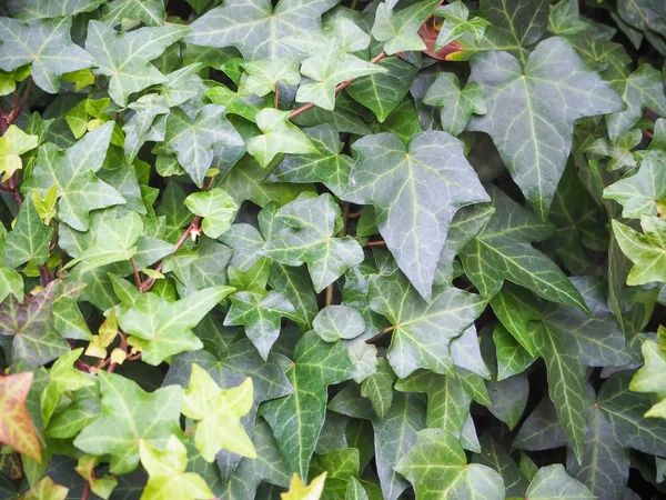 Edera verde Hedera — Foto Stock