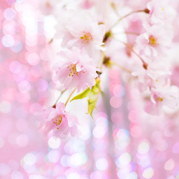 Flores de cereja rosa com luzes abstratas fundo — Fotografia de Stock