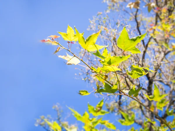 Hoja de arce verde contra el cielo azul como fondo — Foto de Stock