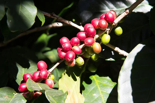 Grains de café sur l'arbre — Photo