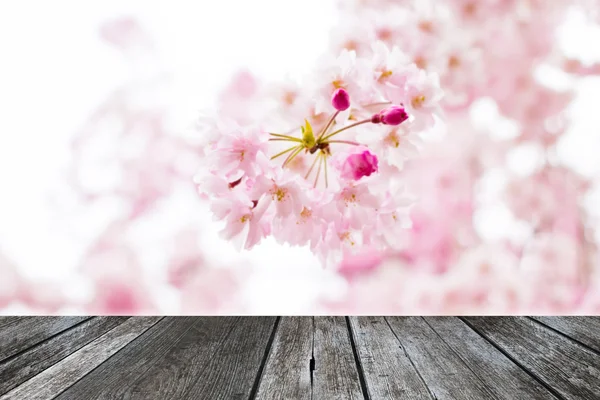 Doce suave e borrão rosa flor de cereja (sakura ) — Fotografia de Stock