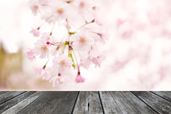 Borrão abstrato Flor de cereja rosa (sakura) fundo — Fotografia de Stock