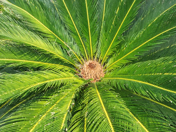 Close up de folhas de palma para padrões — Fotografia de Stock