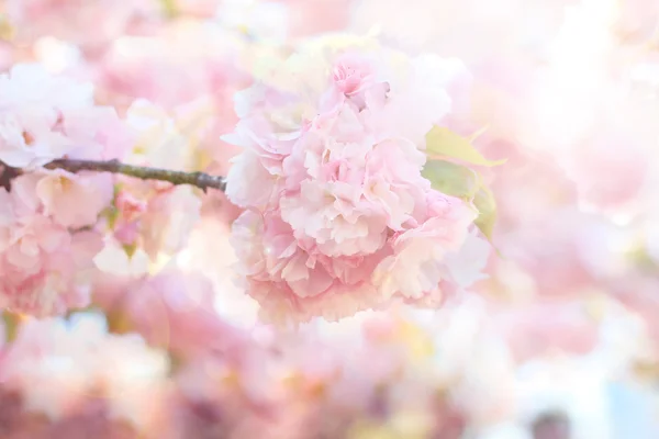 Manis lembut dan kabur bunga ceri merah muda (sakura ) — Stok Foto