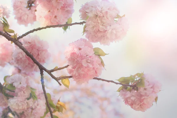 Doce suave e borrão rosa flor de cereja (sakura ) — Fotografia de Stock