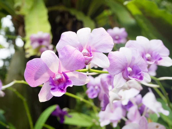 Flor de orquídea hermosa tailandesa en jardín —  Fotos de Stock