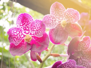 Menekşe vanda yumuşak ışık ile bulanıklık 