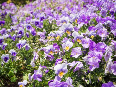 Homo Viola üç renkli çiçek Bahçe yatağında