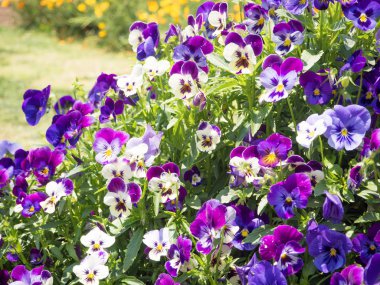 Homo Viola üç renkli çiçek Bahçe yatağında