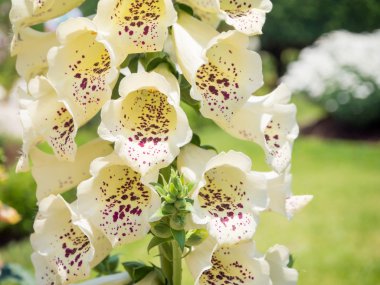 Aslanağzı çiçeği closeup, beyaz çiçek