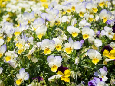 Homo Viola üç renkli çiçek Bahçe yatağında